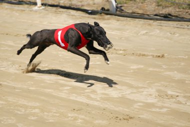Ultra hızlı greyhound yarış pisti üzerinde uçan