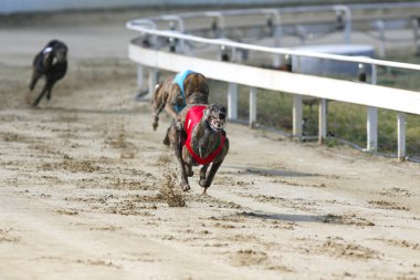 Yarış üzerinde çalışan genç safkan köpek yarışı