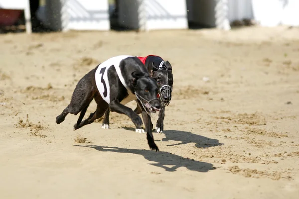 Greyhounds full fart kör på banan — Stockfoto