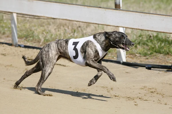 Correr carreras perro galgo en pista de carreras —  Fotos de Stock