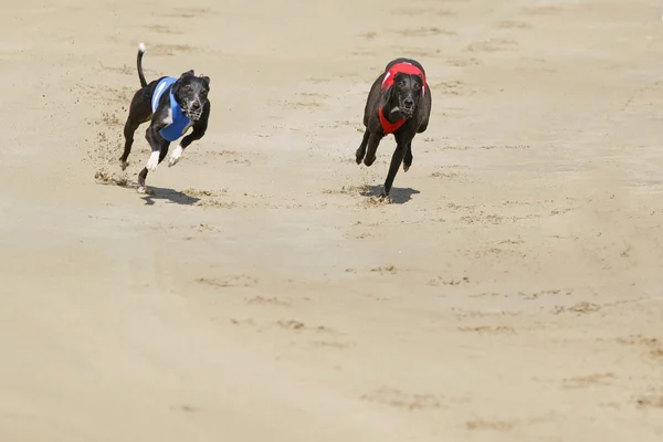 Perros galgos corriendo en cancha de carreras de perros — Foto de Stock