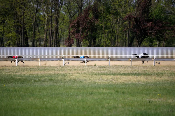Bakış bir greyhound yarış pisti ile çalışan köpekler — Stok fotoğraf