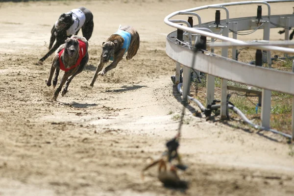 Sprint galgos dinâmicos no curso de corrida — Fotografia de Stock