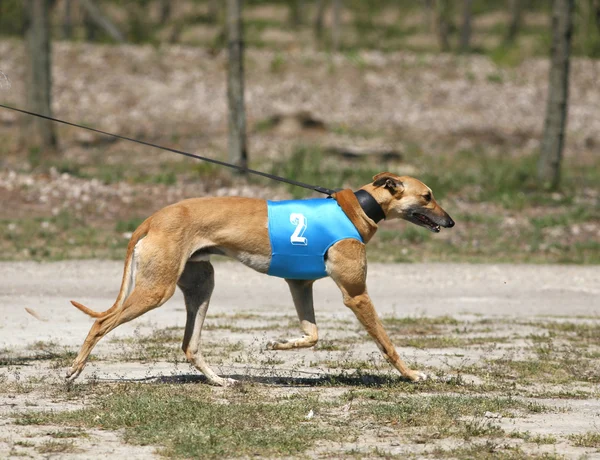 Önde gelen dizeleri yaz üzerinde Greyhound