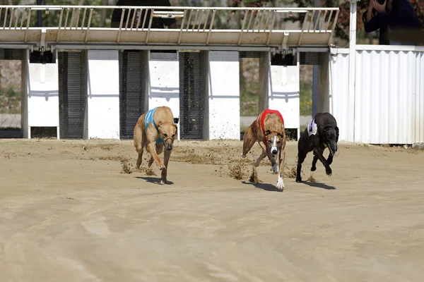 Cães de corrida no início — Fotografia de Stock