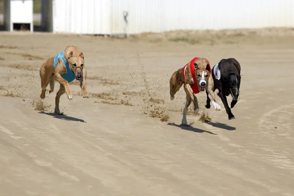 Chiens de course au départ de la course de chiens — Photo