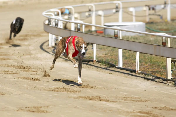 Perros galgos corriendo en cancha de carreras de perros —  Fotos de Stock