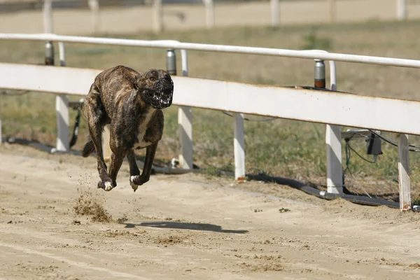 レース トラック上グレイハウンド犬のレースを実行しています。 — ストック写真