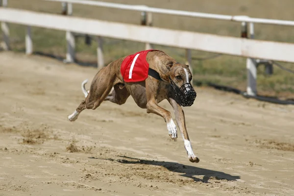 Chien gris ultra rapide survolant la piste de course — Photo