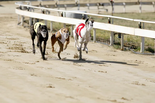 Correr perros galgos de carreras en pista de carreras — Foto de Stock