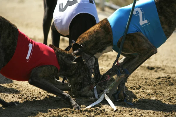 Los galgos capturaron al conejo en la carrera —  Fotos de Stock