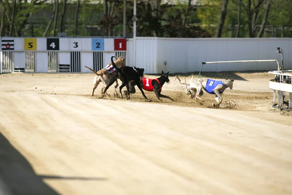 Cães de raça pura no final da corrida — Fotografia de Stock