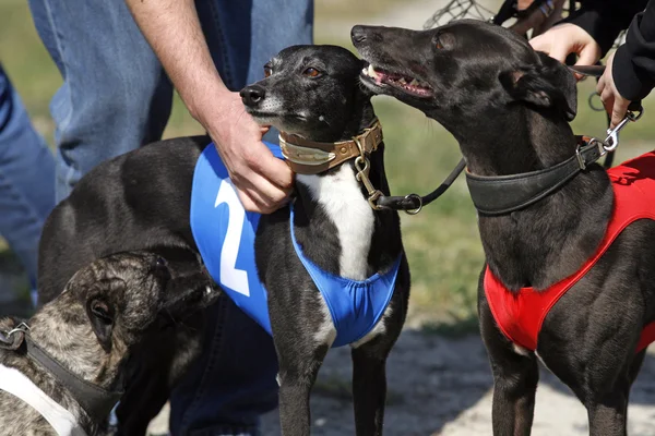 Jeunes chiens de course debout avec les propriétaires — Photo