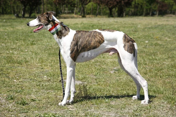 Prêmio ganhando Greyhound posando para a câmera — Fotografia de Stock