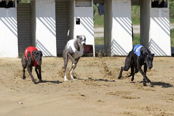 Başlangıç kapısında köpek parça ile çalışan köpek yarışı