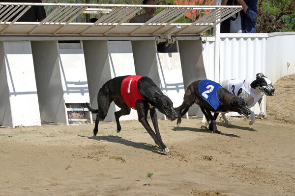 Starting gates for greyhound racing dogs 
