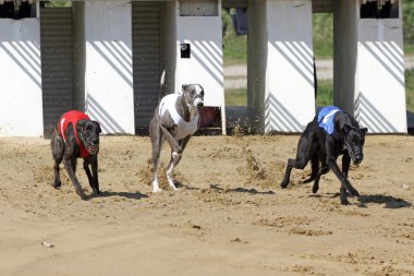 Başlangıç kapısında köpek parça ile çalışan köpek yarışı