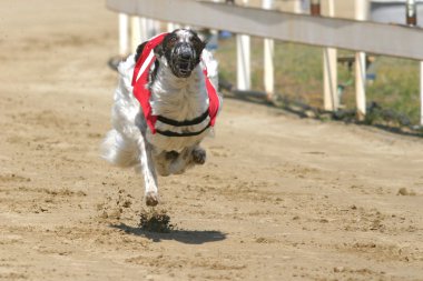 Bakış bir greyhound yarış pisti ile çalışan köpek