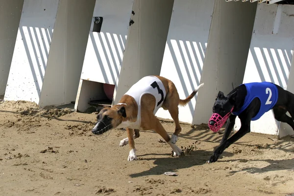 Início de uma corrida de chicote de galgos. Greyhounds com portão de partida — Fotografia de Stock