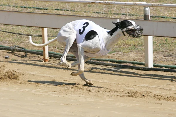 Спринтинг динамичного Greyhound на трассе — стоковое фото