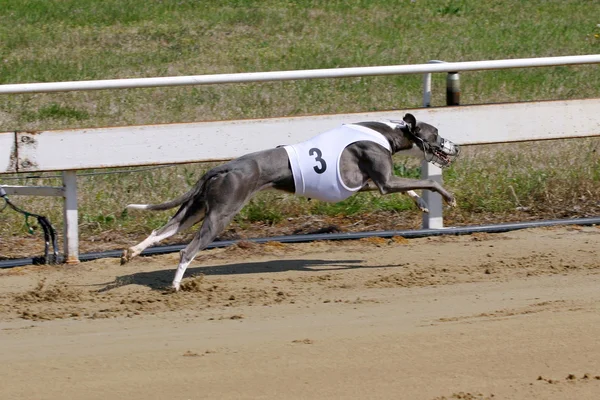 Greyhound a toda a velocidade correndo durante um dograce — Fotografia de Stock
