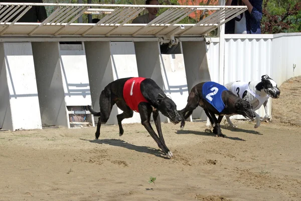 Starting gates till greyhound racing hundar — Stockfoto