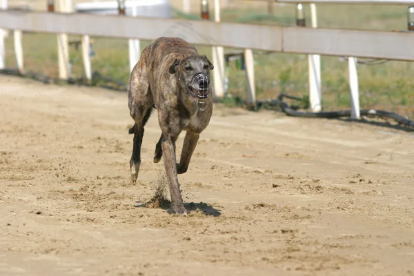 Вид на беговую дорожку с бегущей собакой — стоковое фото