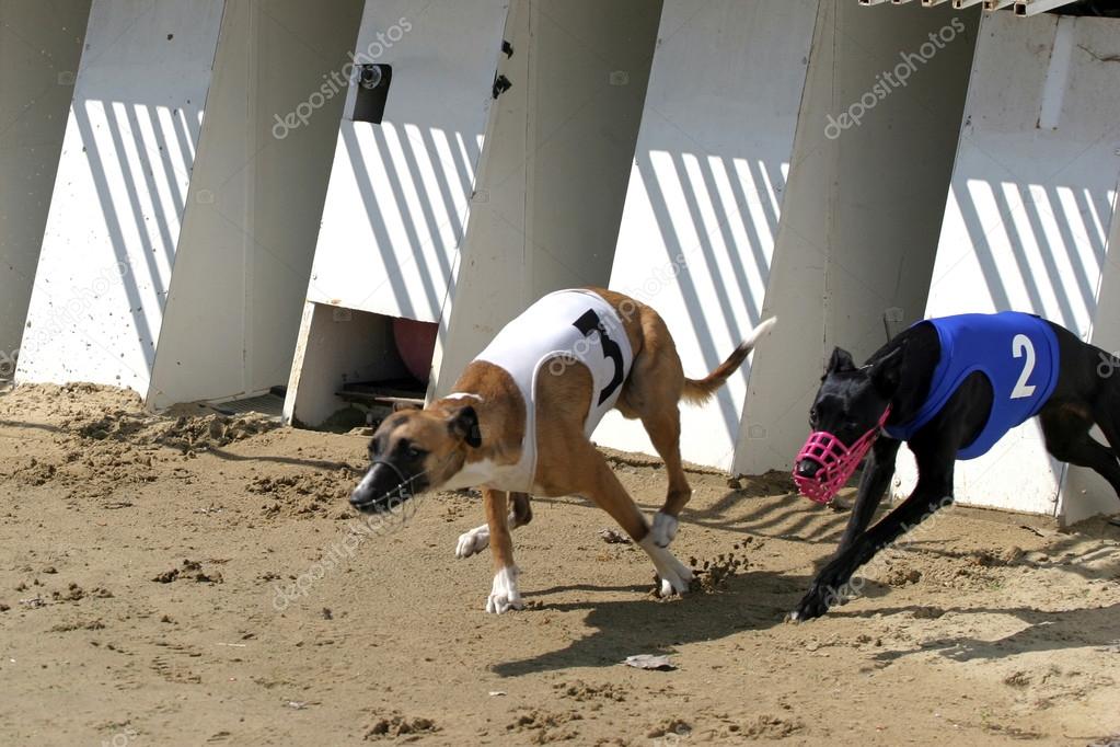 Start of a greyhound whippet race. Greyhounds with starting gate