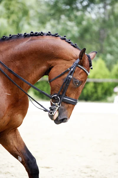 Seitenansicht Porträt eines braunen Dressurpferdes beim Training im Freien — Stockfoto