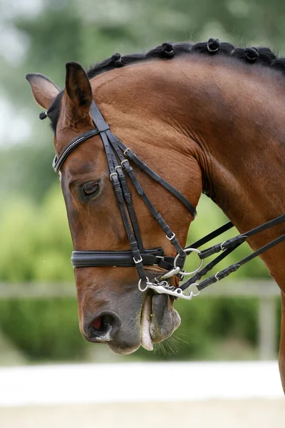 Tiro dianteiro de um cavalo de corrida puro-sangue com belas armadilhas — Fotografia de Stock
