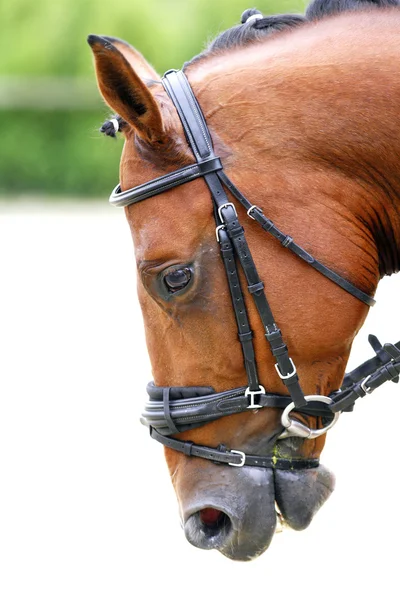 Πλευρά άποψη πορτρέτο του ένα άλογο dressage κατά τη διάρκεια της κατάρτισης — Φωτογραφία Αρχείου