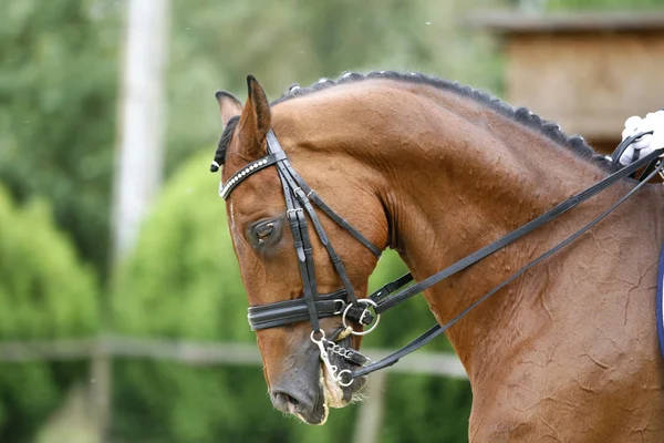 Головний знімок чистокровного коня на відкритому повітрі — стокове фото