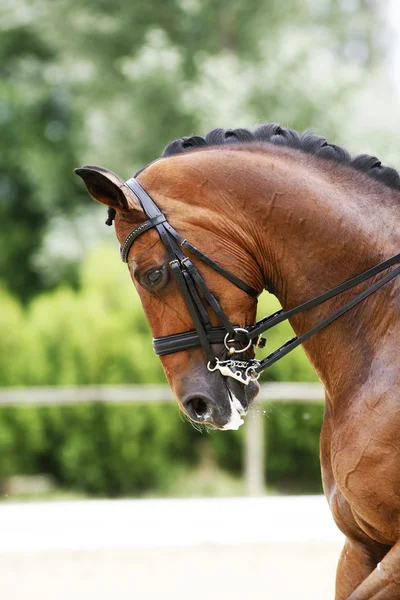 Tiro dianteiro de um cavalo de dressage puro ao ar livre — Fotografia de Stock