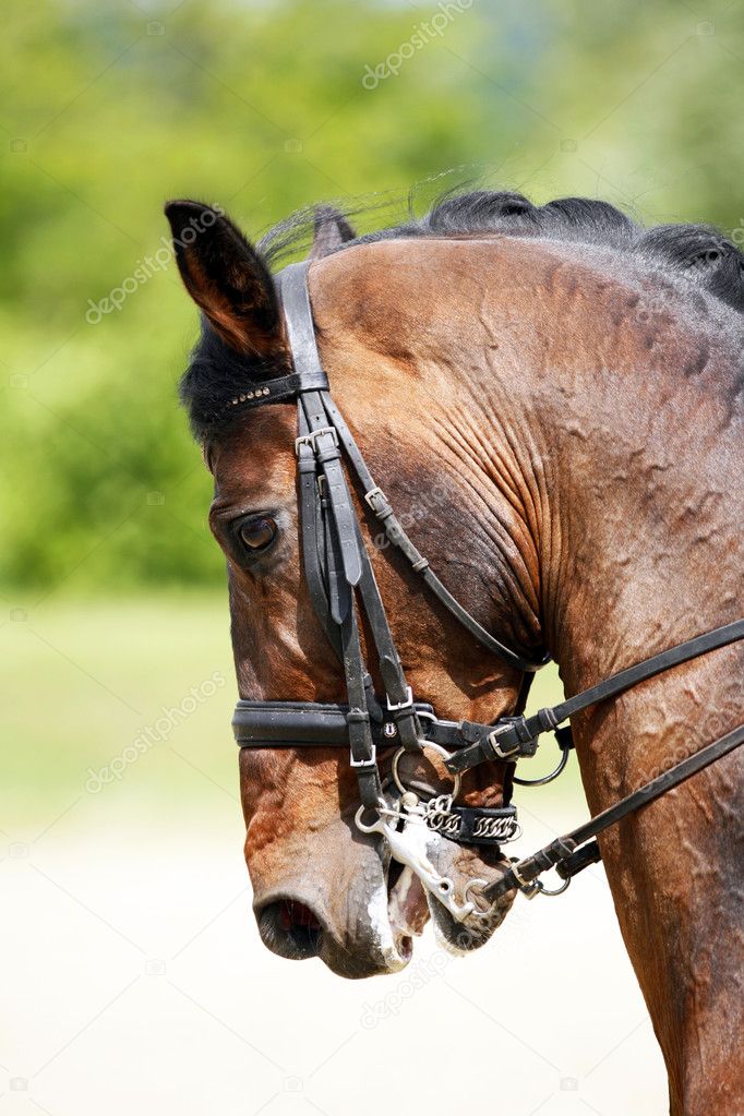 Head shot of a purebred dressage horse outdoors