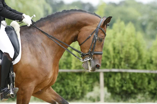 Head shot of a thoroughbred racehorse with beautiful trappings — Stock Photo, Image