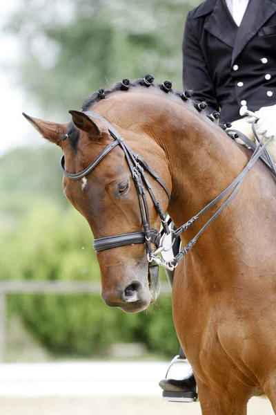 Cabeça de um jovem cavalo de curativo com cavaleiro desconhecido em ação — Fotografia de Stock