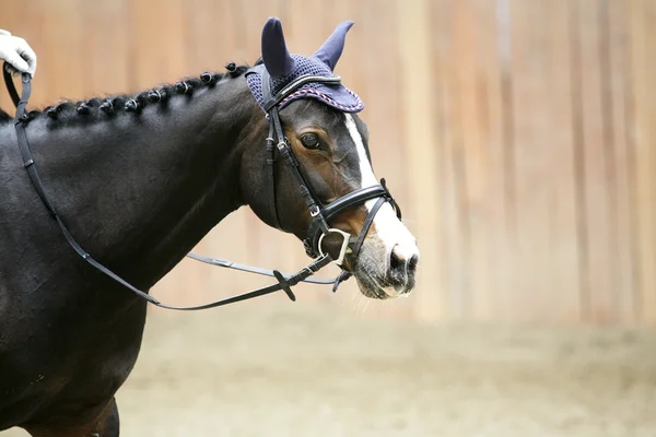 Tampilan samping gambar kepala dari kuda dressage muda di aula berkuda — Stok Foto