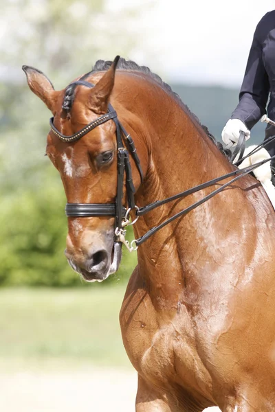 Tiro dianteiro de um cavalo de dressage puro ao ar livre — Fotografia de Stock