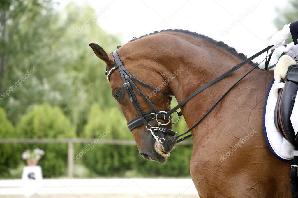 Tête d'un jeune cheval de dressage avec cavalier inconnu en action image  libre de droit par accept001 © #109731554