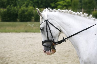 Safkan bir yarış güzel ziynet ile kafa vurdu 