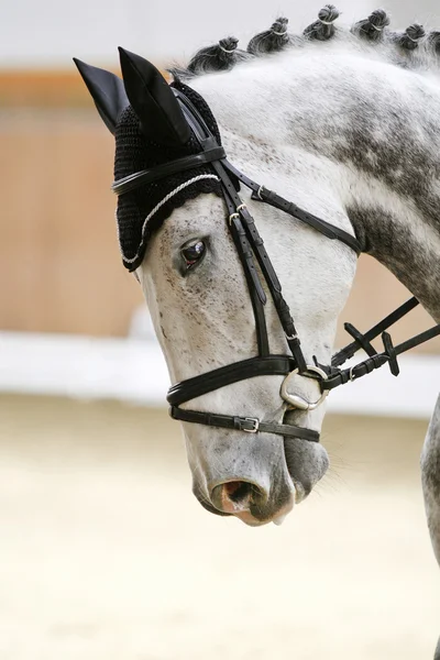 Tampilan samping potret dari kuda Dressage ras — Stok Foto