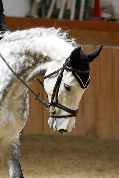 Cara de un hermoso caballo de pura raza en el entrenamiento de doma — Foto de Stock