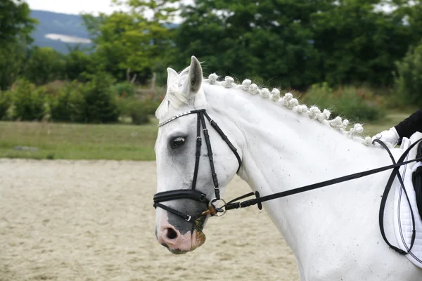 Szary kolor ujeżdżenia konia pod siodło z niezidentyfikowane rider — Zdjęcie stockowe