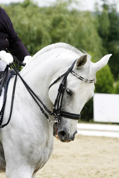 Grå färgad dressyrhäst under sadeln med oidentifierade rider — Stockfoto