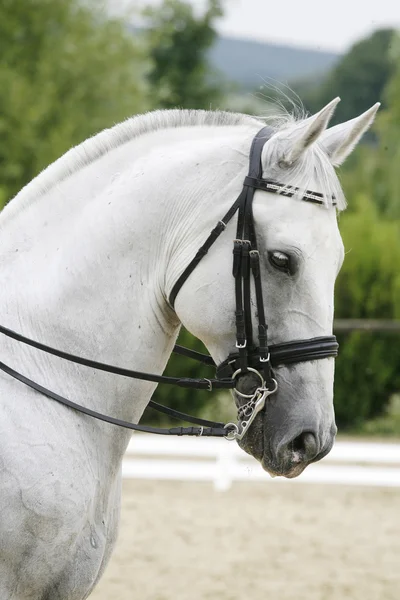 Cabeza de caballo de carreras pura sangre con hermosos adornos — Foto de Stock