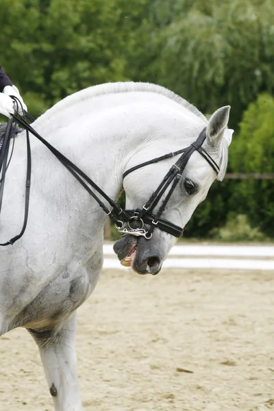 Retrato de vista lateral de um cavalo de curativo cinza durante o treinamento ao ar livre — Fotografia de Stock
