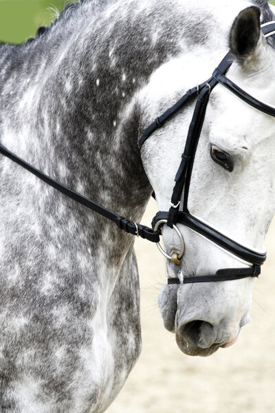 Голова чистокровного серого выездного коня на открытом воздухе
