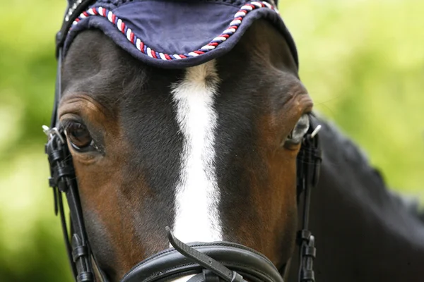 Portret van een jong knap springen paard tegen groene natuurlijke achtergrond — Stockfoto