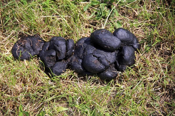 Verse paardenmest op landelijke scène van groen gras — Stockfoto