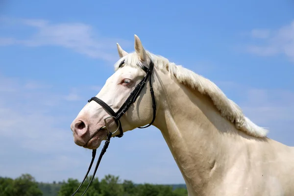 Porträt eines jungen Kremello-Hengstes — Stockfoto